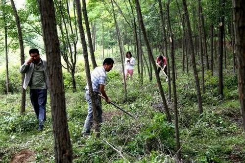 山林土地承包期間遇拆遷如何辦