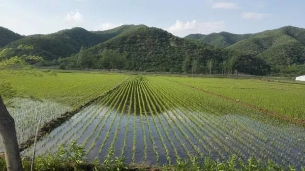 遇到政府強(qiáng)征地怎么辦