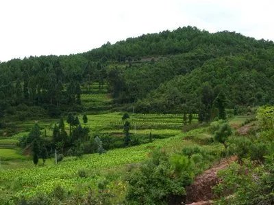 國(guó)家征用林地補(bǔ)償標(biāo)準(zhǔn)每畝價(jià)格