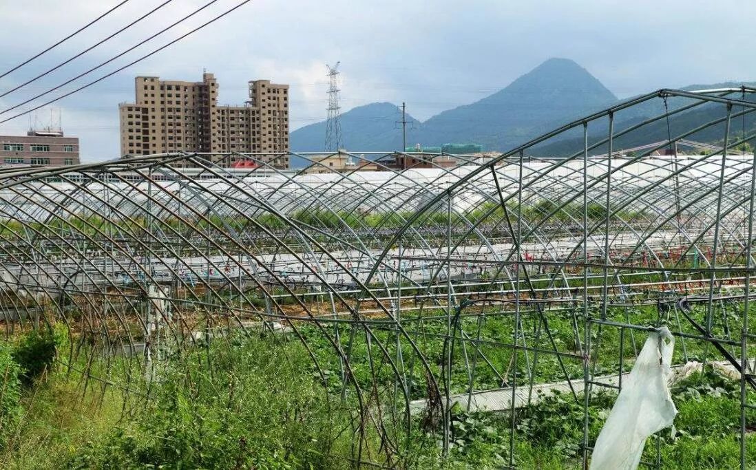 蔬菜大棚被強(qiáng)拆怎么辦